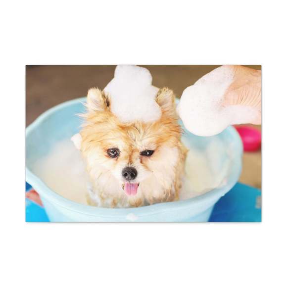 Funny Pomeranian Bathee Canvas Wall Art for Home Decor Ready-to-Hang